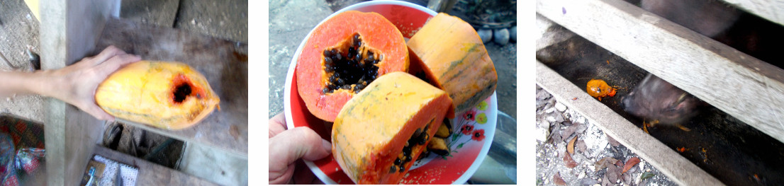 IMages of tropical backyard pig
          being fed papaya