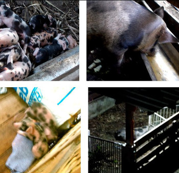 Visual Link to "Brownie's Fourth
                    Farrowing"