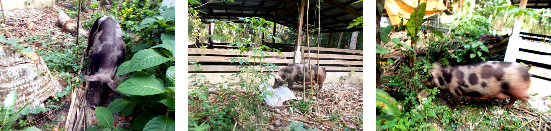 Iages of tropical backyard sow
            loose in the garden