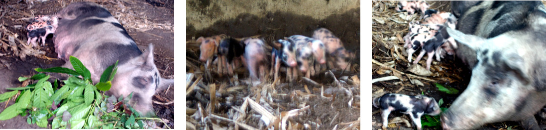 Images of tropical backyard sow with piglets