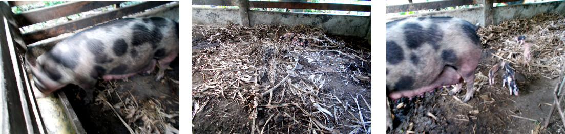 Images of tropical backyard sow with piglets