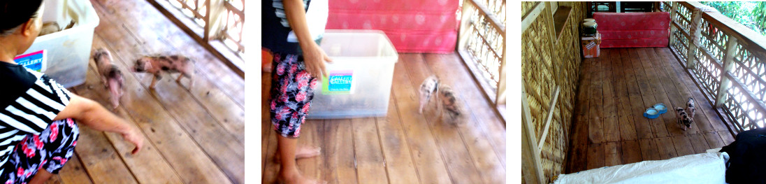 Images of "rescued"
          piglets in a temporay pen on the balcony of a tropical house