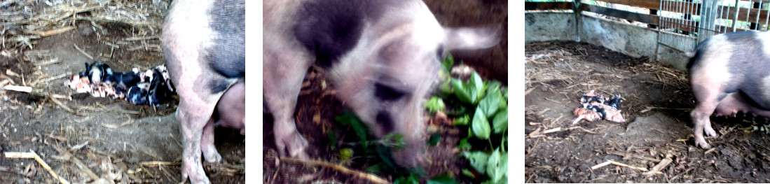 Images of tropical backyard sow with
          piglets