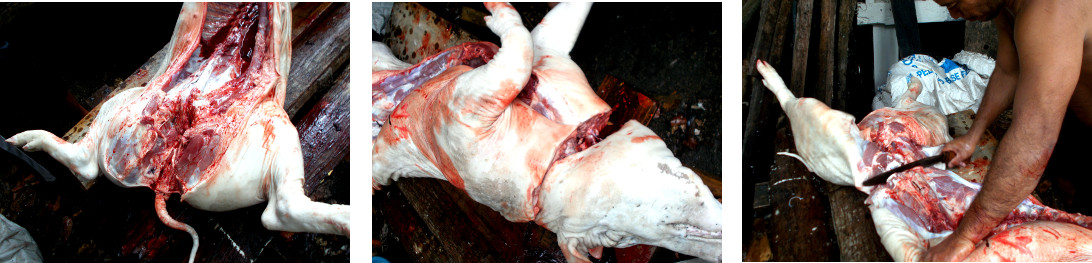 Images of tropical backyard pig being butchered