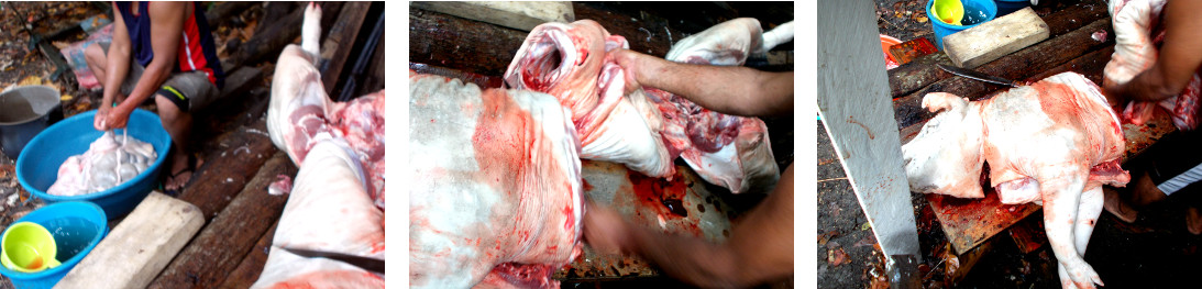 Images of tropical backyard pig being butchered