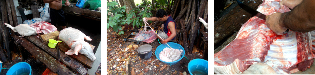 Images of tropical backyard pig being butchered