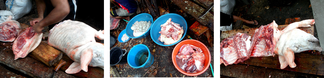 Images of tropical backyard pig being butchered