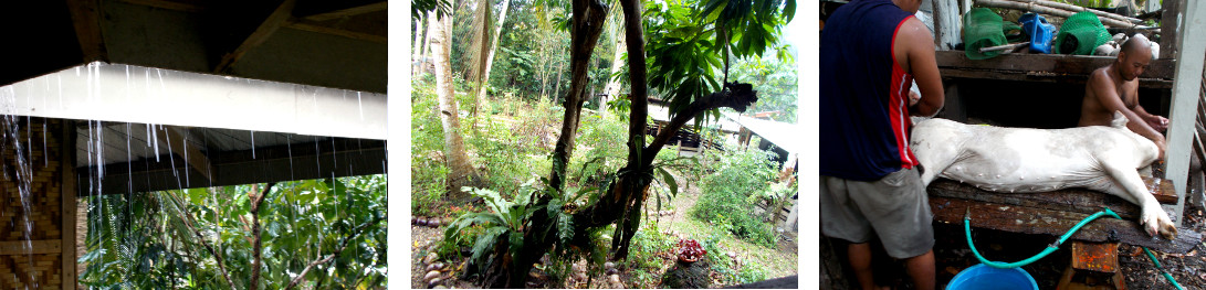 Ijmages of tropical backyard pig being butchered in
          the rain