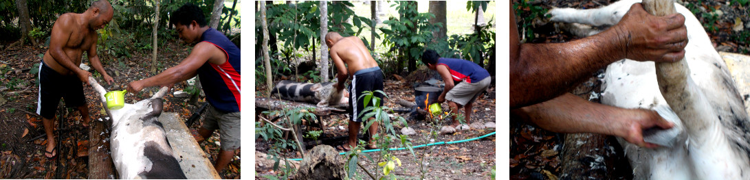 Images of recently slaughtered tropical backyard pig
          being shaved before being butchered