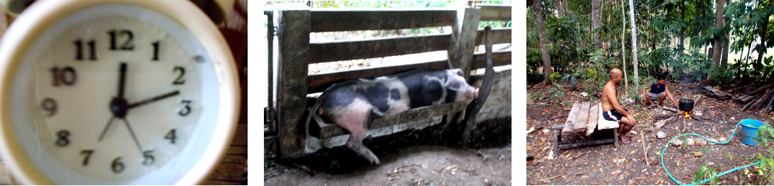 Images of tropical backyard pig just before being
            slaughtered