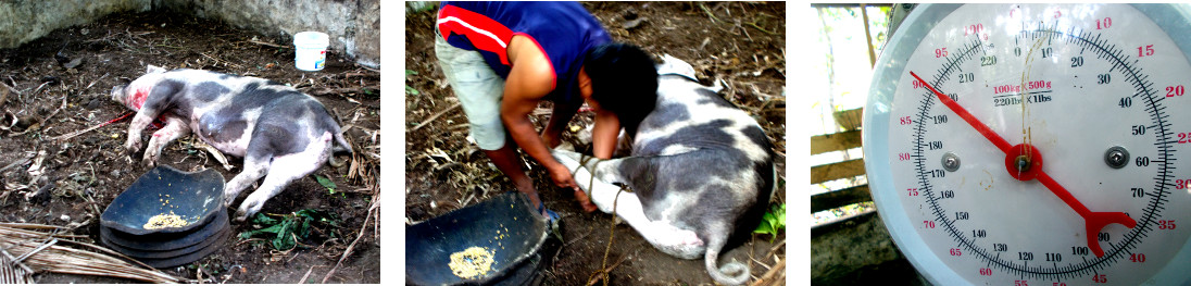 Images of recently slaughtered tropical backyard pig
          being weighed