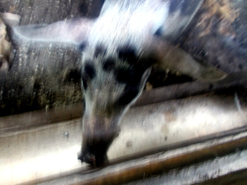 Image of tropical backyard sow