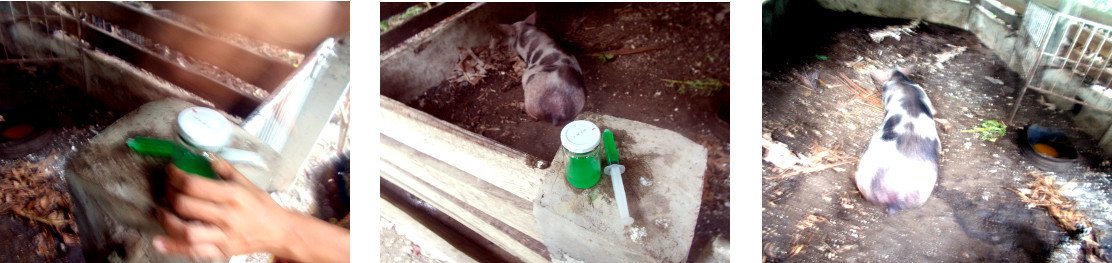 Images of sick tropical backyard sow being treated