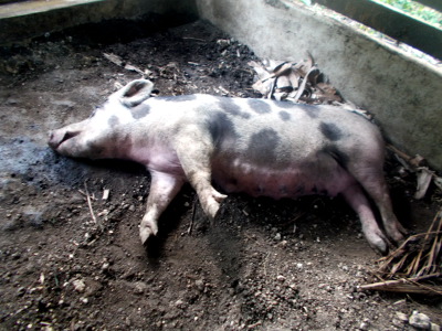Image of a dead tropical backyard sow