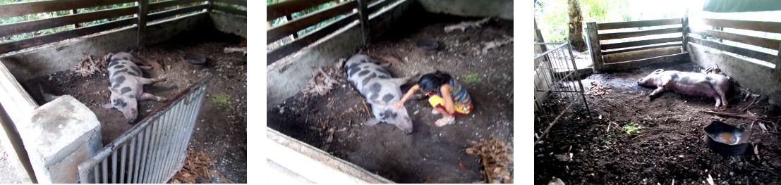 Images of dead tropical backyard sow