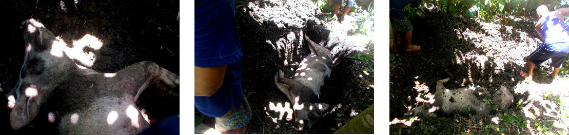 Images of dead tropical backyard sow
        being buried
