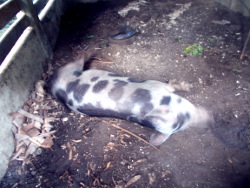 Image of dead tropical
                    backyard sow in pen