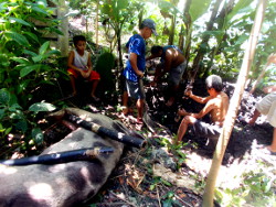 Imagw of dead tropical
              backyard sow being buried