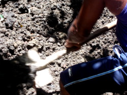 Image of dead tropical backyard sow being
                burried