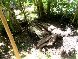 Image of grave of tropical
            backyard sow