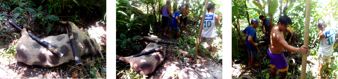 Images of men digging a hole to bury a
        dead tropical backyard sow