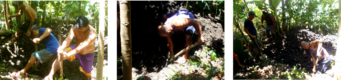 Images of men digging a hole to bury a
        tropical backyard sow