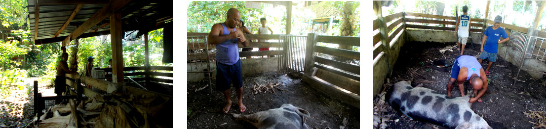 Images of preparations to remove
            a dead tropical backyard sow for burial