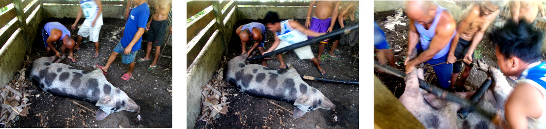Images of dead tropical backyard sow
        being trussed up for removal and burial