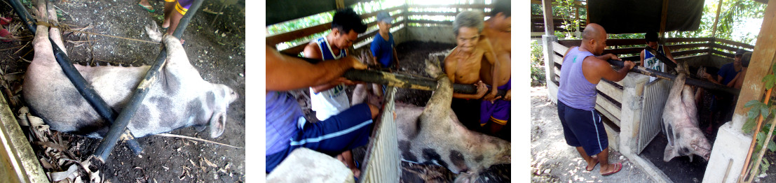 Imagws of dead tropical backyard sow
        being removed for buriale