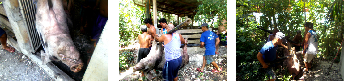 Images of dead tropical backyard sow
        being moved to burial place