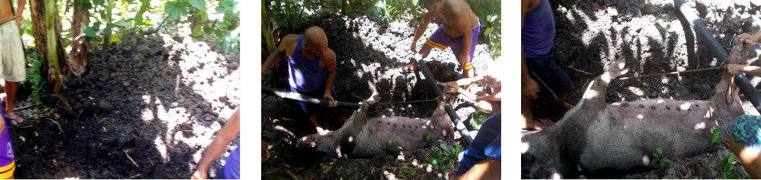 Images of men burying a dead tropical backyard sow