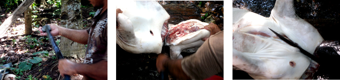 Images of tropical backyard piglet
                        being butchered