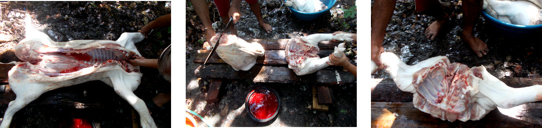 Images of carcsss of tropical
              backyard piglet being dismembered