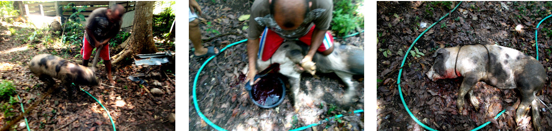 Images of sick tropical backyard piglet
                        being culled