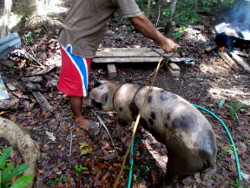 Image of tropical backyard
                  piglet