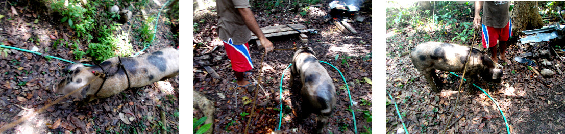 Images of tropical backyard piglet