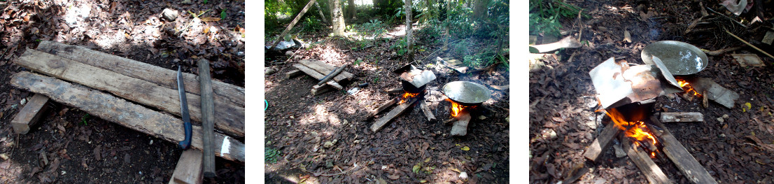 Images of preparations for slaughtering
                        a sick tropical backyad piglet