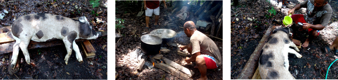 Images of preparing to shave dead
                        tropical backyard piglet