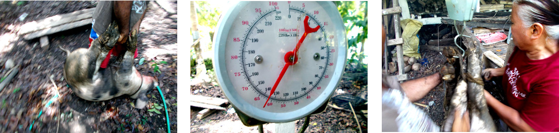 Images of dead tropical backyard piglet
                        being weighed