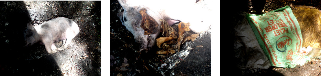Images of burial of dead tropical backyard sow