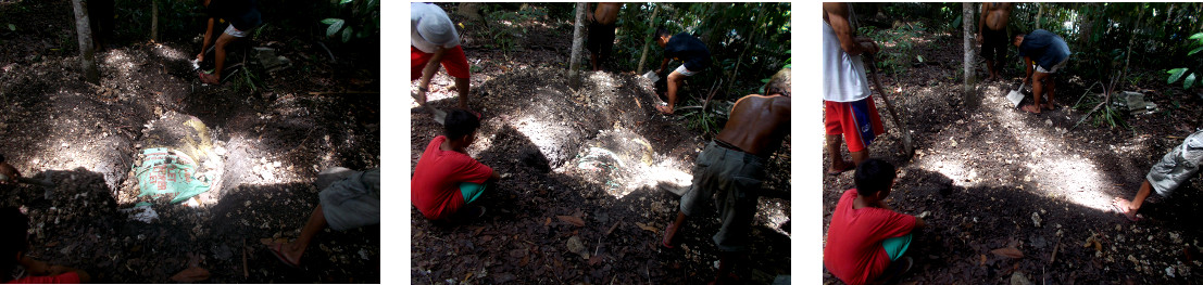 Images of burial of dead tropical backyard sow