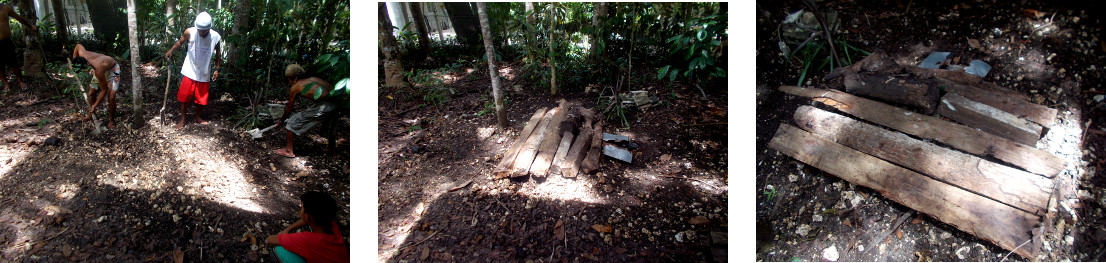 Imagws of burial of dead tropical backyard sow