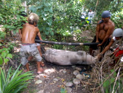 Image ofdead tropical backyard sow
            being moved to burial site