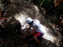 Image of burial of dead tropical
            backyard sow