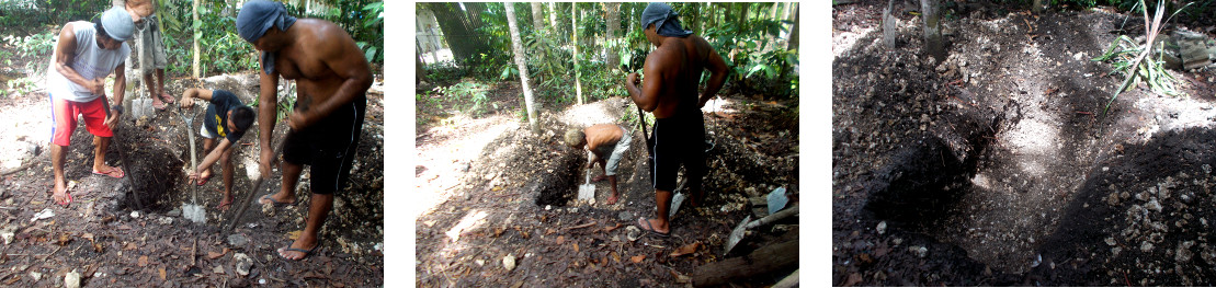 Images of digging a grave for a dead tropical
            bckyard sow