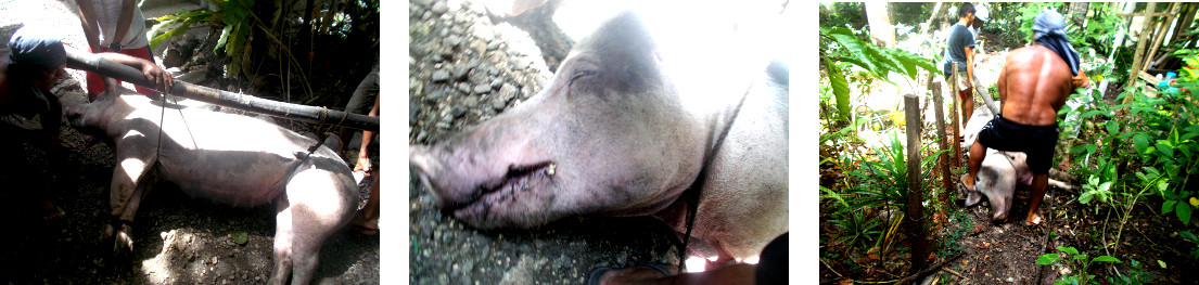 Images of moving a dead tropical backyard sow to her
            grave