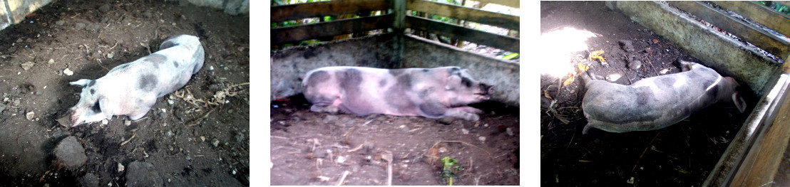 Images of tropical backyard sow
            just before and after death