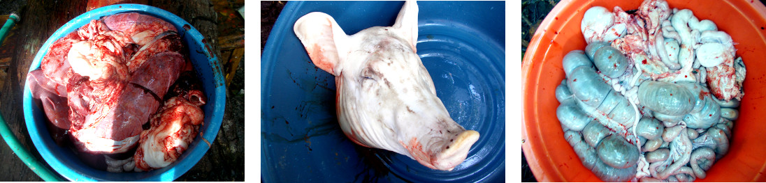 Images of butchered tropical backyard pig