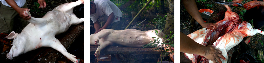 Images if tropical backyard pig being butchered