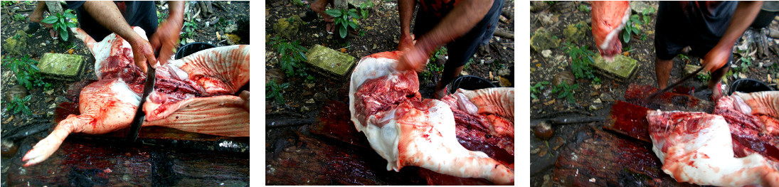 Images of tropical backyard pig being butchered
